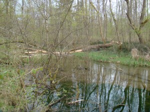 Illerauwald