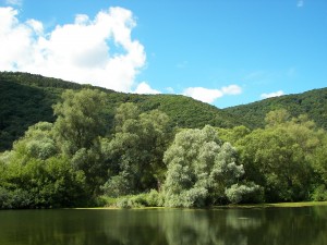 Salixalba