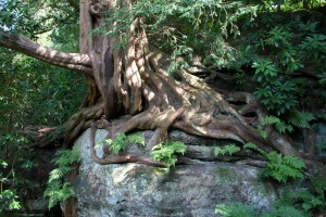 Taxuswurzel auf einem Felsen in Wakehurst Place, England