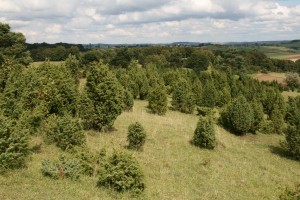 Wacholderheide bei Alendorf in der Eifel