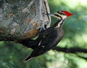 Helmspecht (Dryocopus pileatus), ein nearktischer Verwandter
